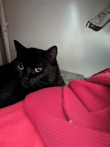 Customer photo review of Croquettes de volaille riches en ingrédients frais (chat adulte)