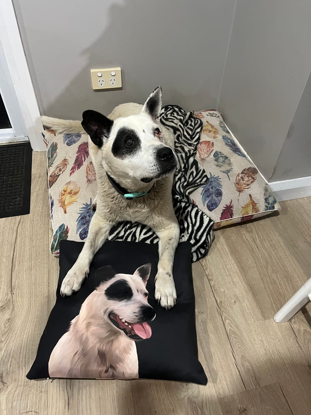 Customer photo review of Custom Pet Pillows