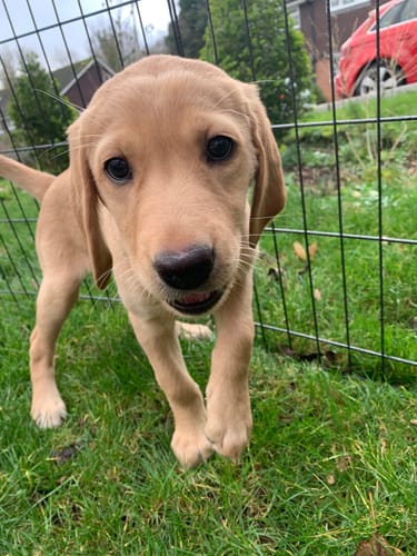 undefined review of Collar Lucky Dip image 1 out of 3