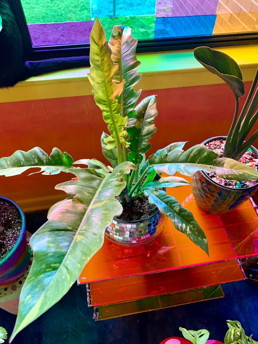 Customer photo review of Philodendron Ring of Fire Variegated