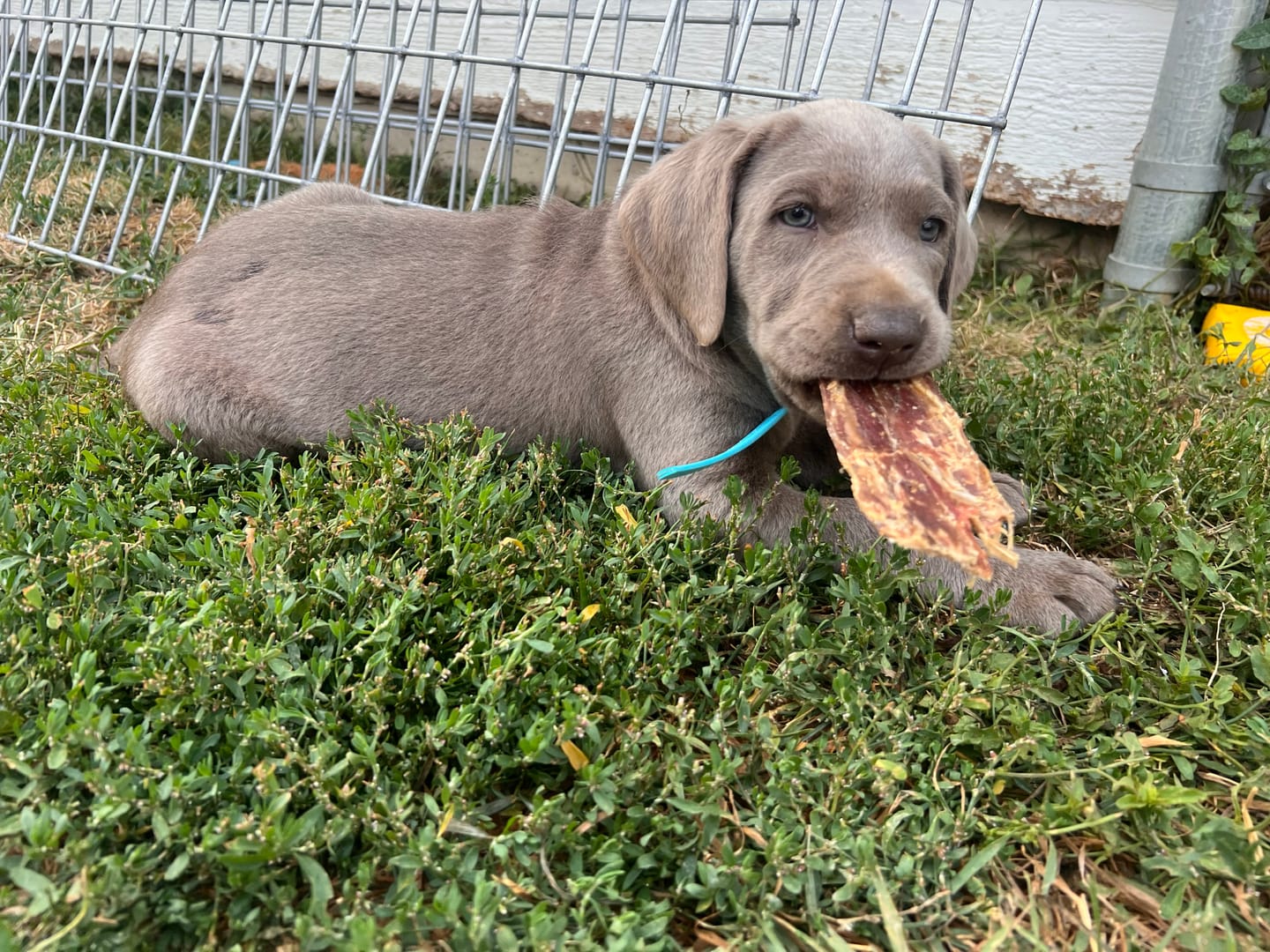Customer photo review of 6 Inch Beef Jerky Strip