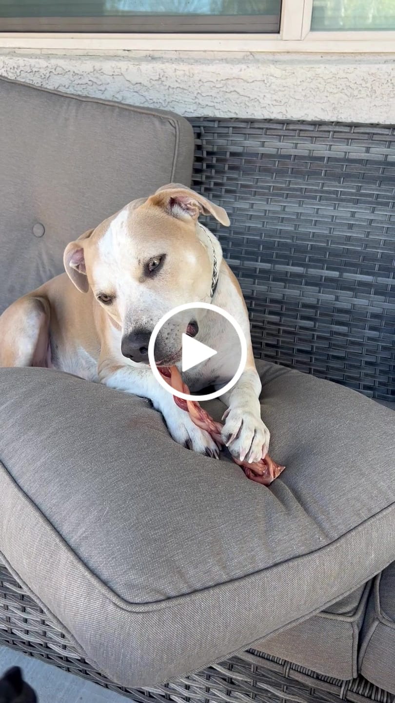 Customer video review of 12 Inch Standard Braided Bully Stick