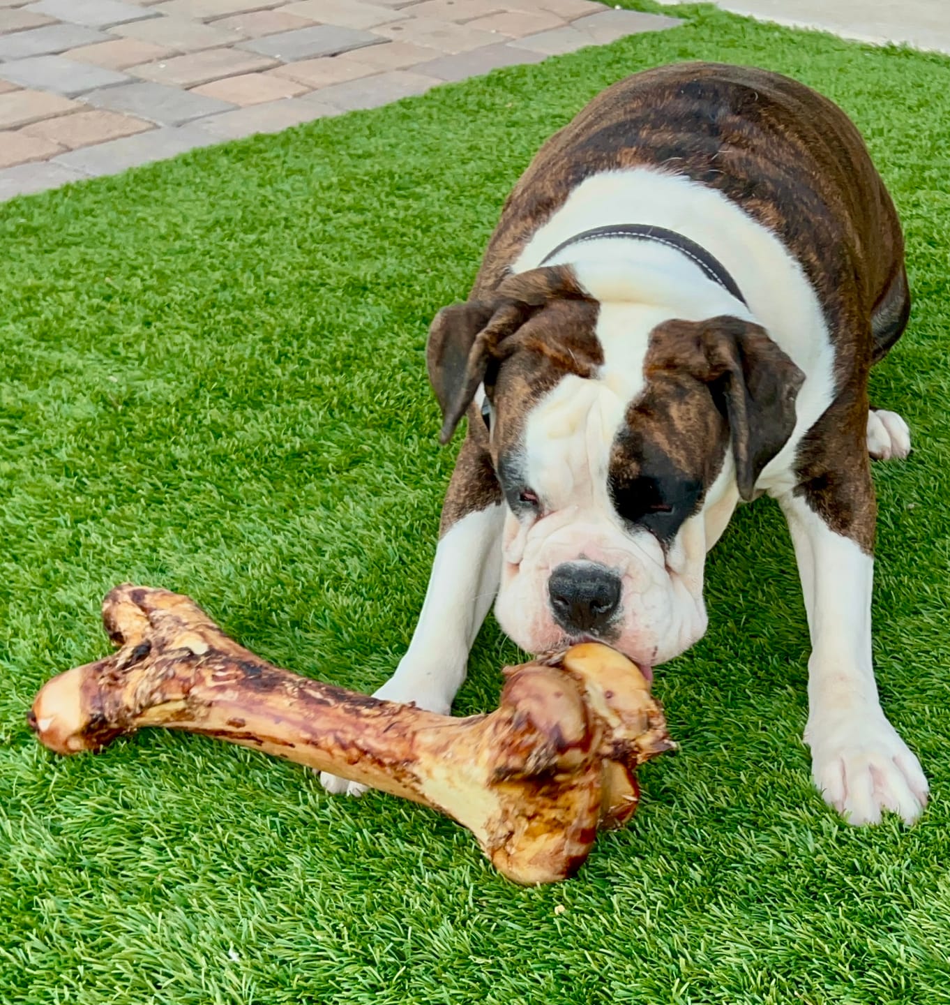 Customer photo review of Monster Femur Bone