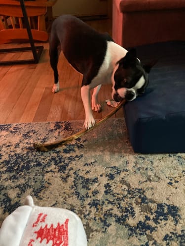 Customer photo review of Splinter-Free Ostrich Wing Bone. Long-lasting, Natural Dog Gnaw Treat by Savannah Pet Food
