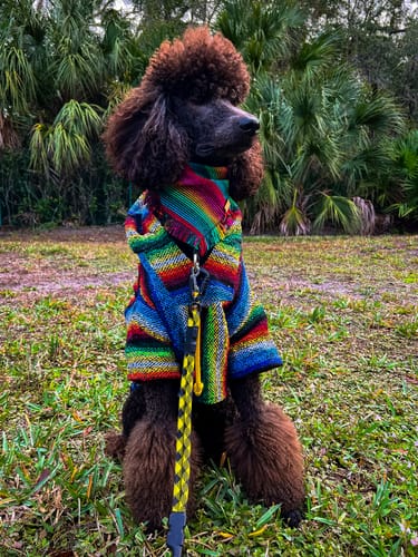 Customer photo review of Playa Poncho - Surprise Color