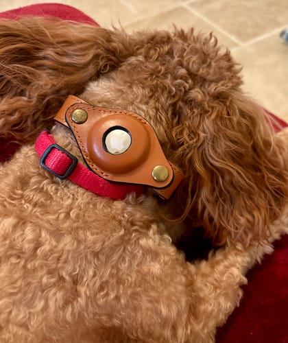 Customer photo review of Keepaws™ Leather Leash