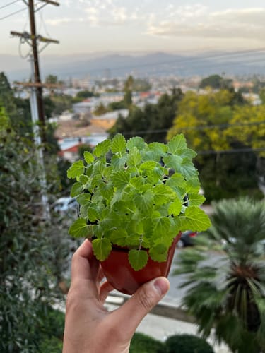 Customer photo review of Catnip Seeds