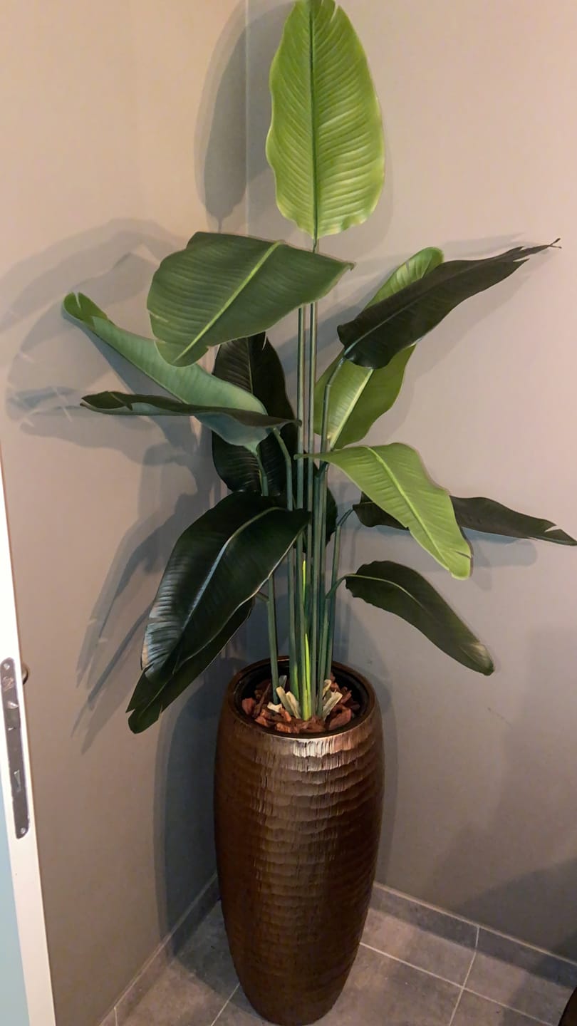 Customer photo review of Strelitzia Kunstplant 2 160cm