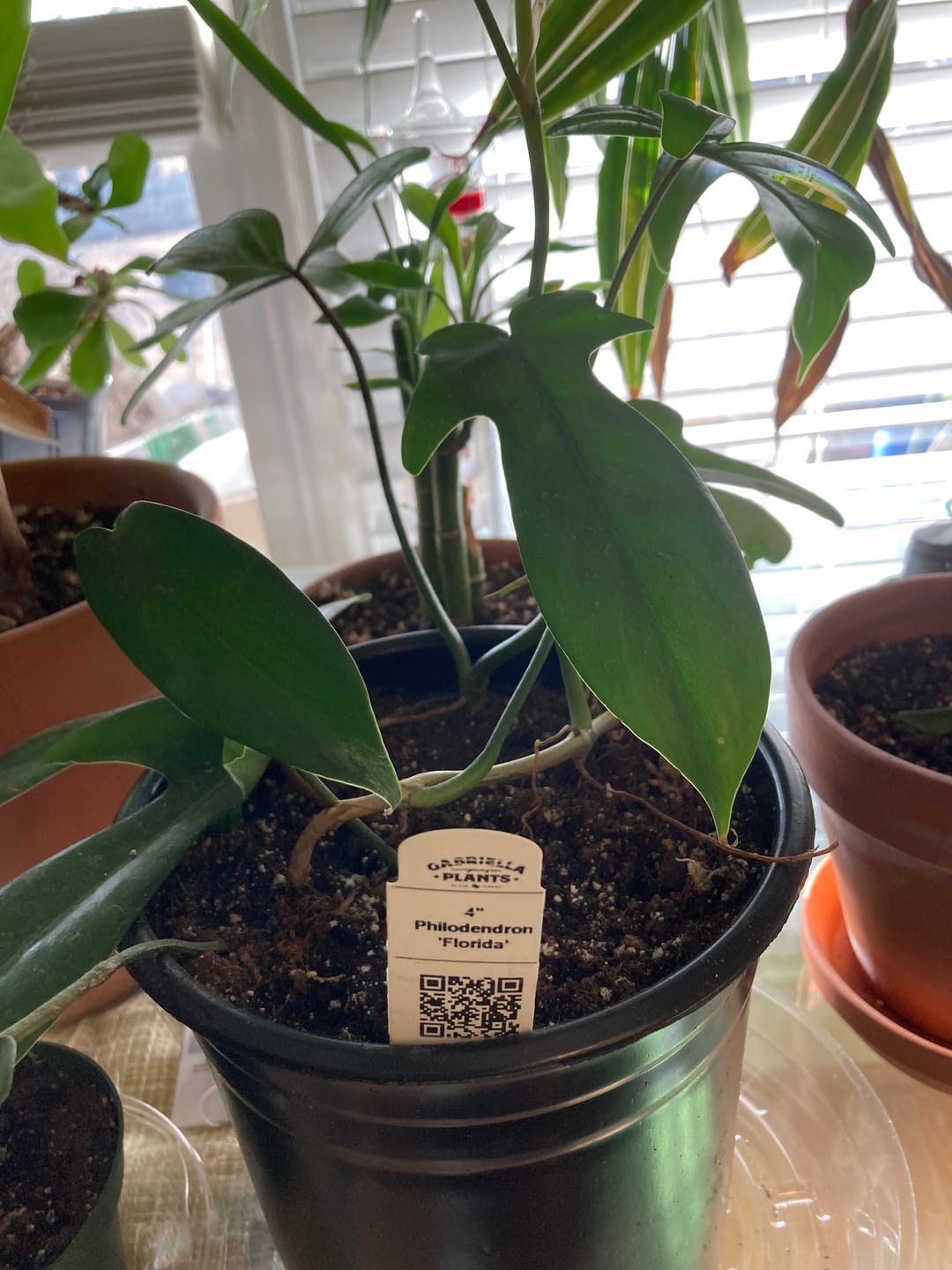 Customer photo review of Philodendron mayoi