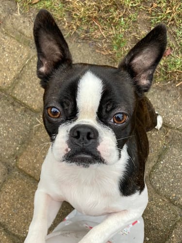 Customer photo review of Splinter-free Ostrich Knuckle. Long-lasting, Natural Dog Gnaw Treat by Savannah Pet Food