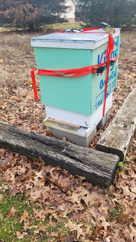 Customer photo review of BeeCastle Hives 10 Frame Wax Coat Complete Beehive Kit:2 Designed Deep Bee Boxes and 1 Super Medium Box,Includes Premium Wooden Frames and Beeswax-Plastic Foundation