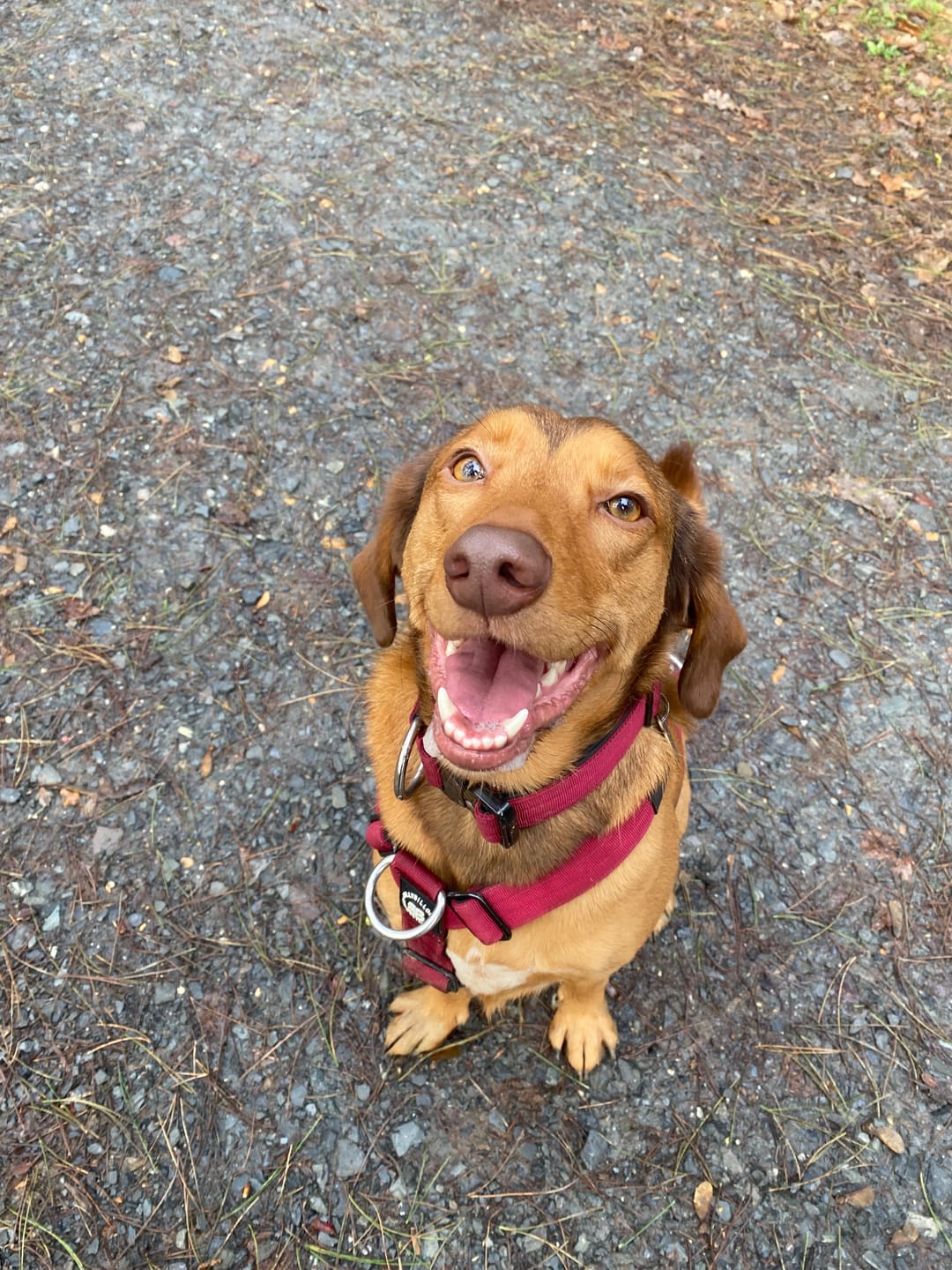 Customer photo review of 4cm Combat® Collar | Rated Clip - NO HANDLE - Burgundy v2.0