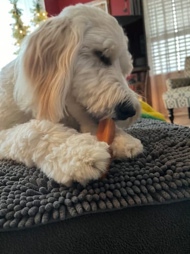 Customer photo review of BLUEBERRY LARGE CHEW (ONE SIZE)