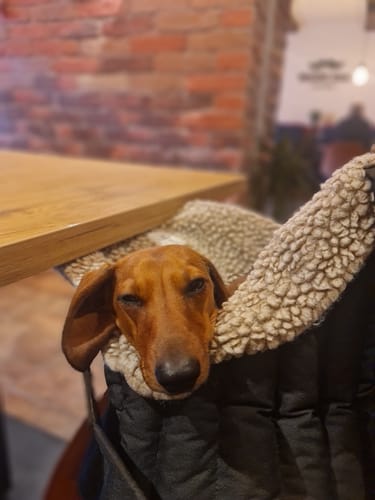 Customer photo review of Сarrying Pony bag black