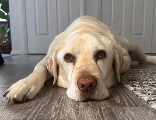 Customer photo review of Custom Paint By Numbers