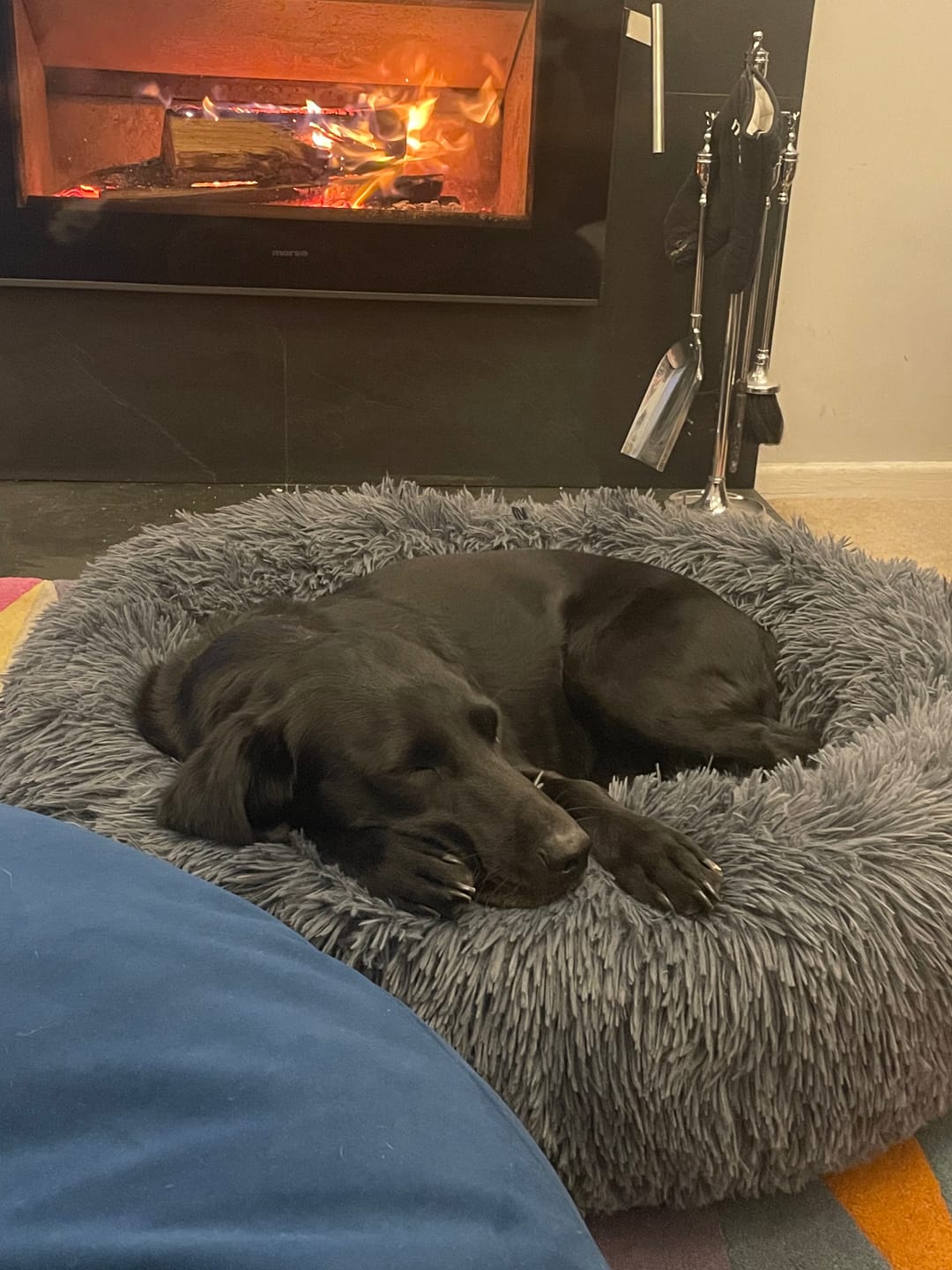 Customer photo review of Spare Calming Dog Bed Cover