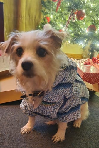 Customer photo review of Playa Poncho - Surprise Color