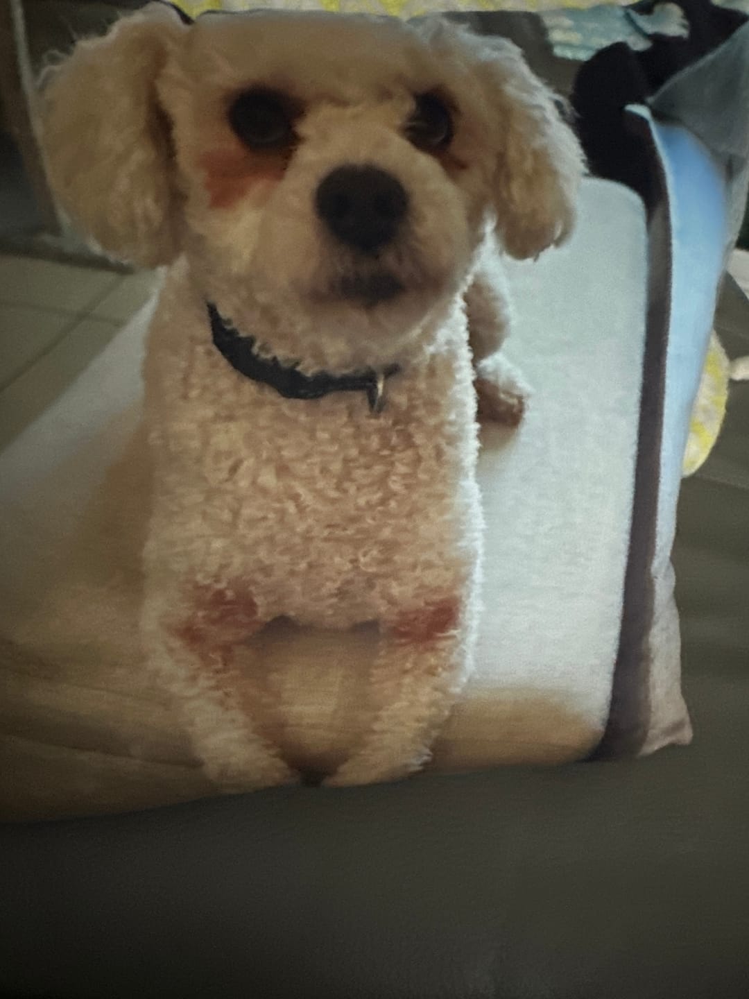 Customer photo review of Custom Photo Pillow with Your Dog Photos, Print Pet Photo on Pillow