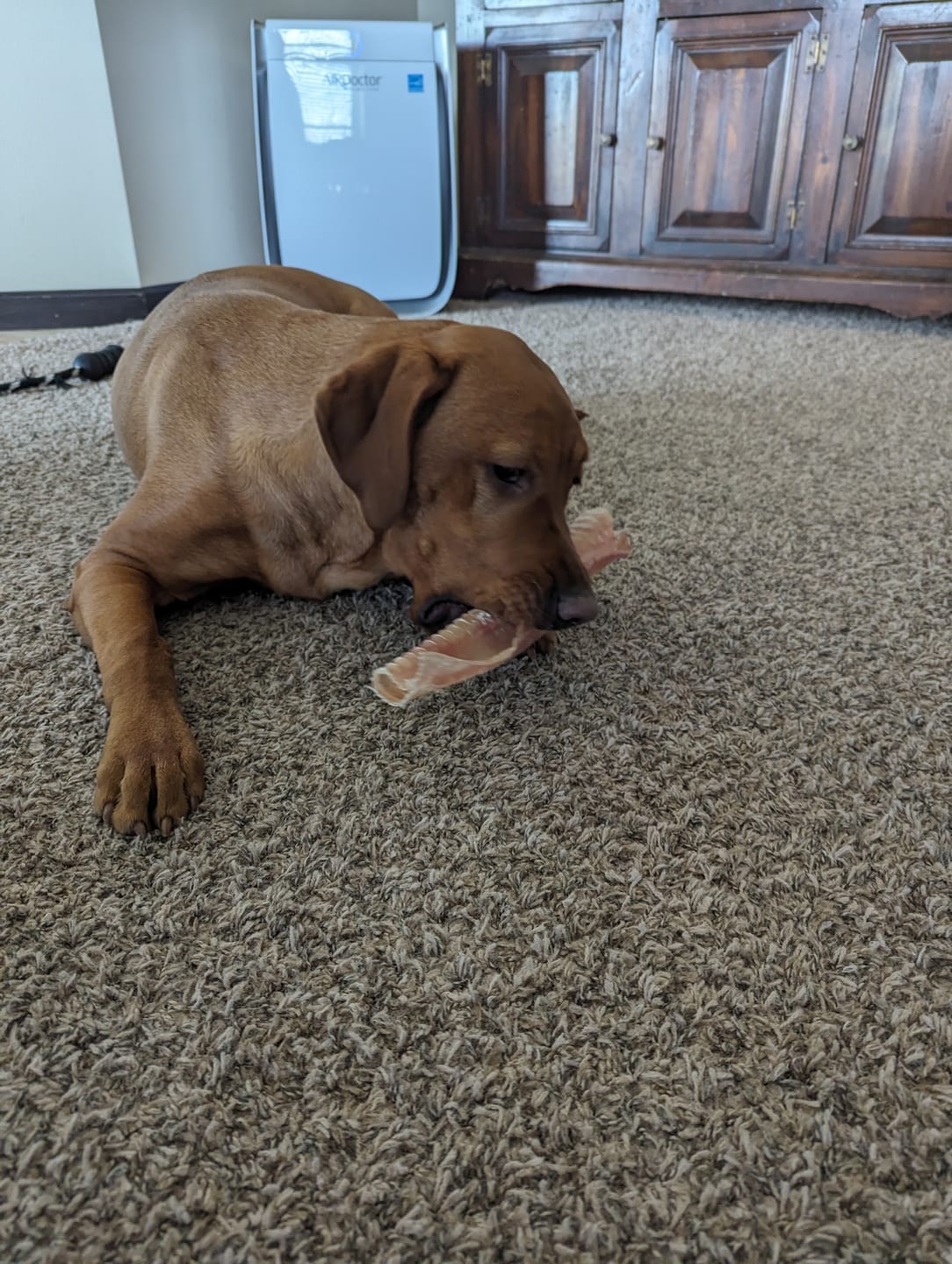Customer photo review of 12 Inch Beef Trachea