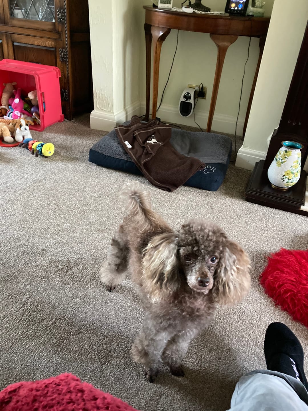 Customer photo review of Total Probiotic Tablets For Dogs