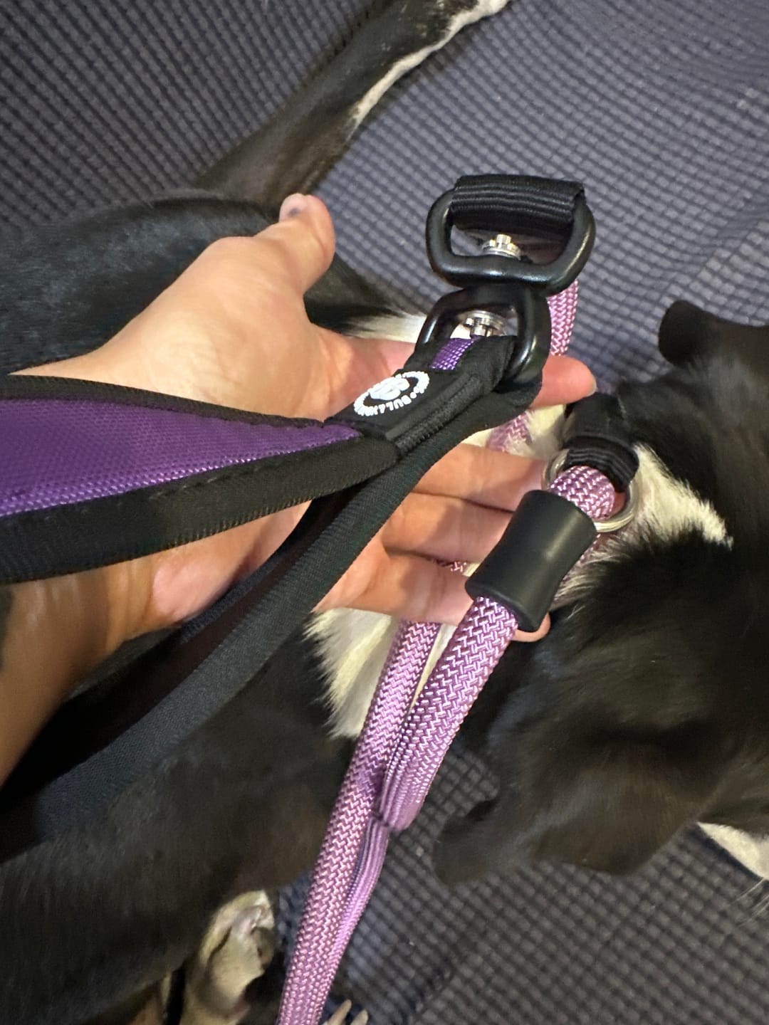 Customer photo review of Slip Lead | Anti-Pull & Anti-Choking Training Lead - Purple