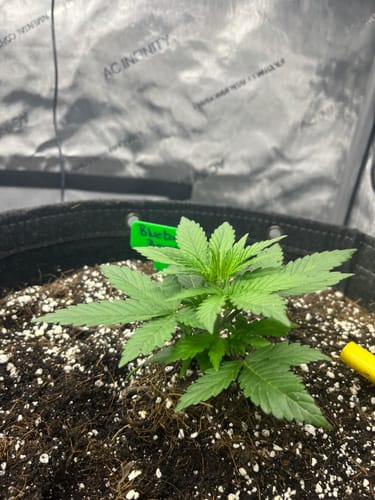 Customer photo review of bio365 BIOFLOWER 1.5cf