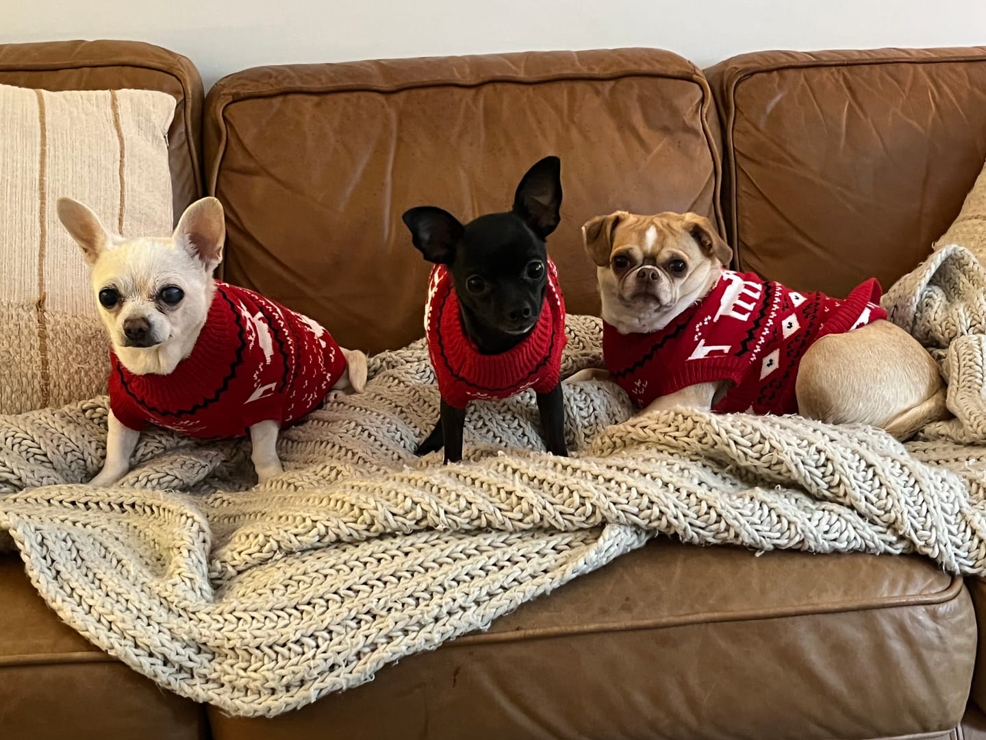 Customer photo review of Knit Christmas Dog Sweater - Dasher Red