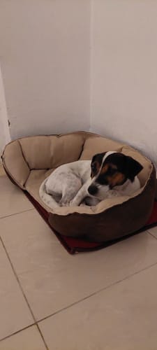 Customer photo review of Mike Pet Bed