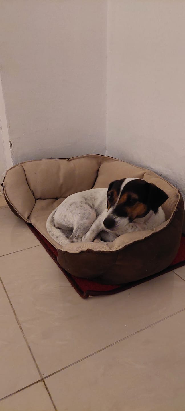 Customer photo review of Mike Pet Bed