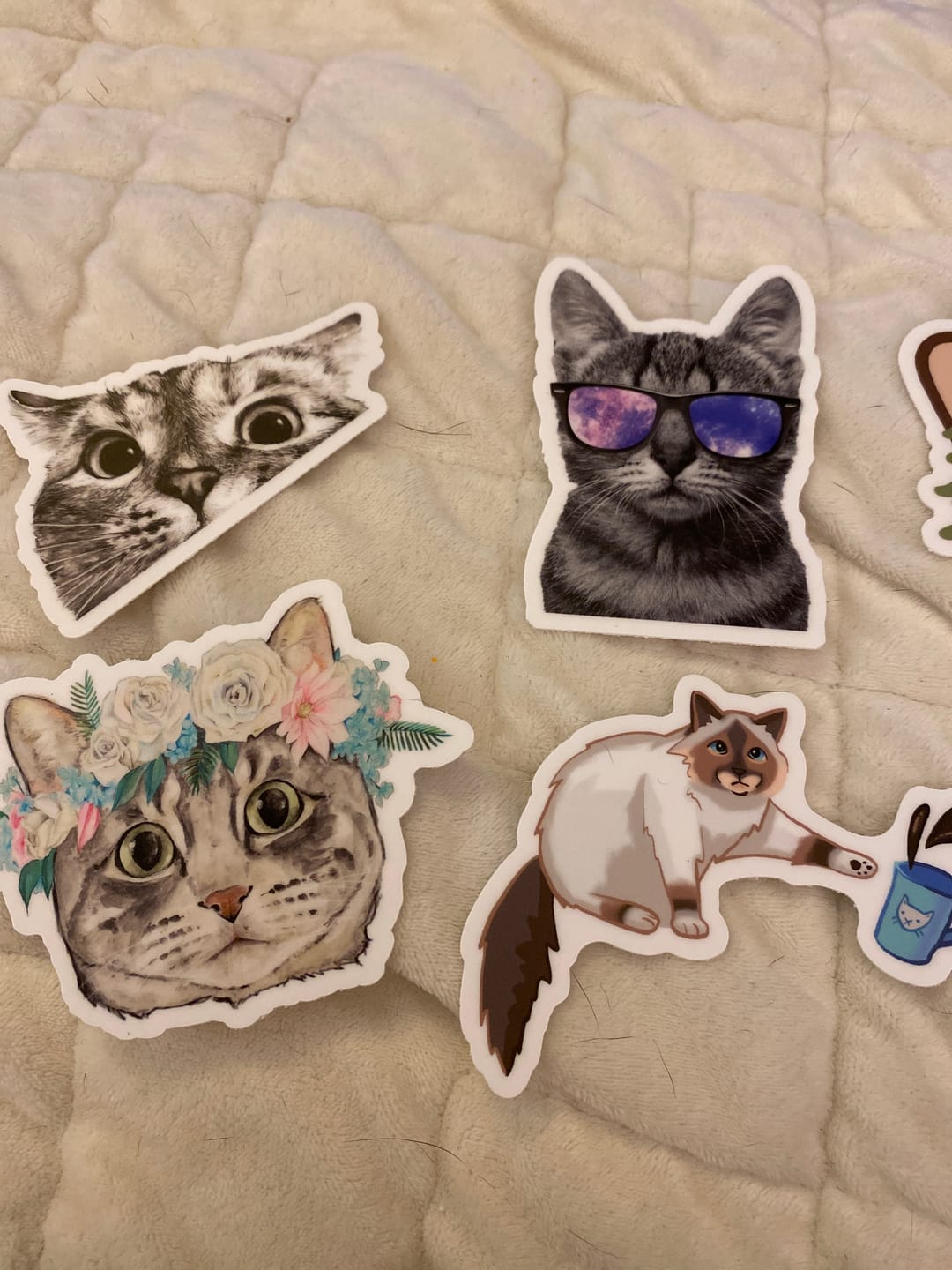 Customer photo review of Cat Sunglasses Sticker