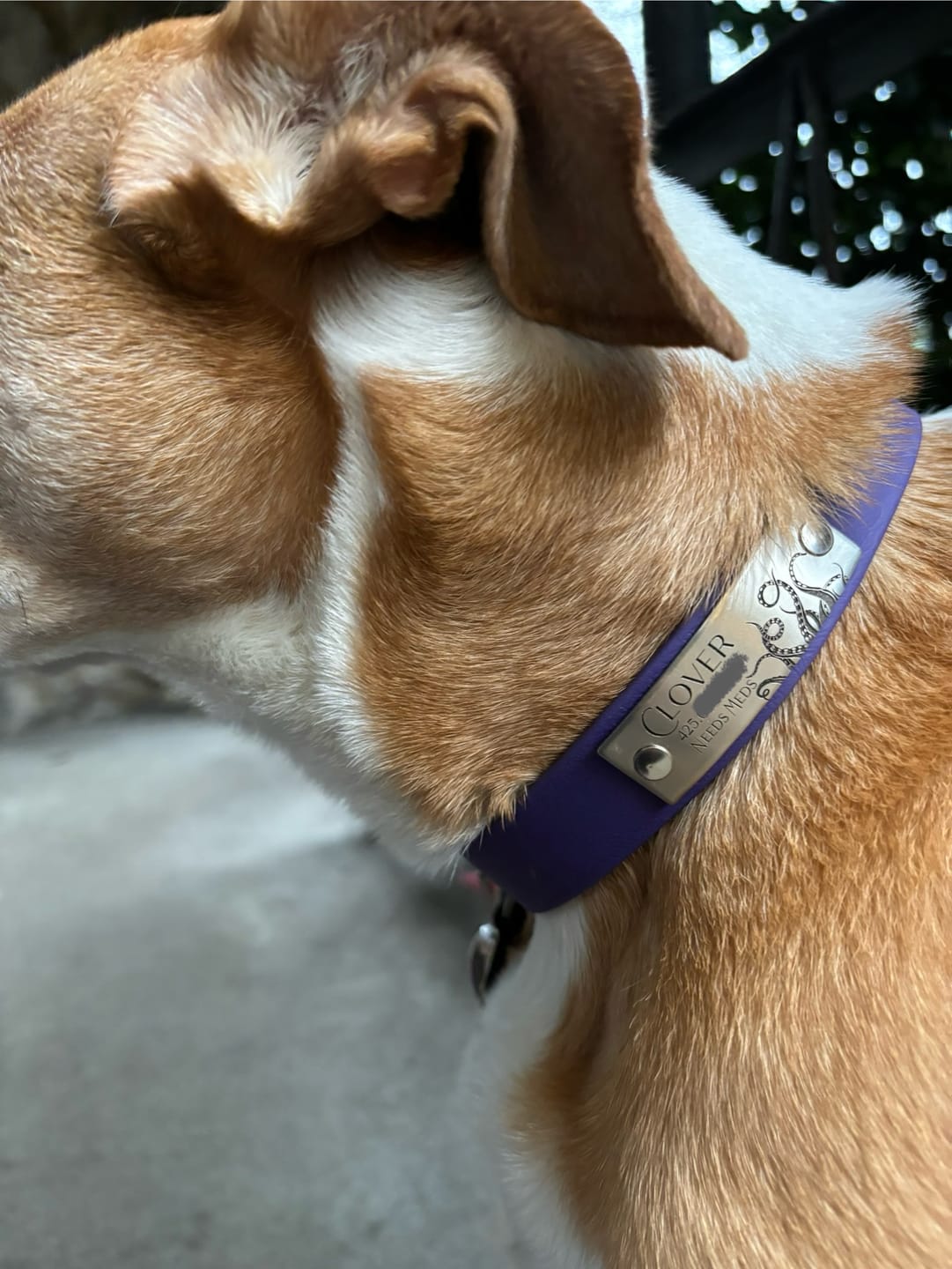 Customer photo review of Designer Rivet-On Tag