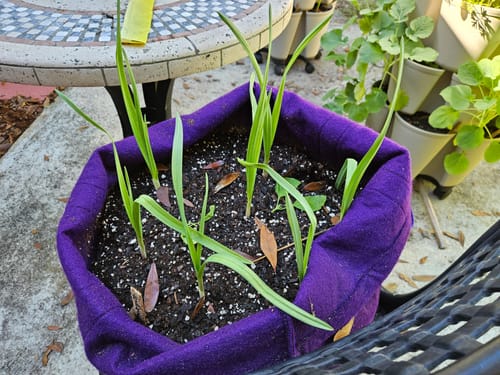 Customer photo review of Inchelium Red Softneck Garlic - USDA Certified Organic
