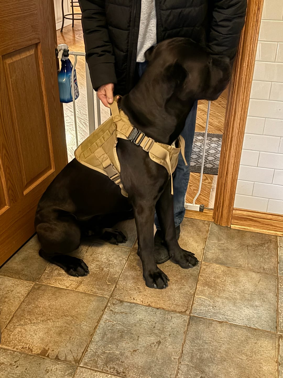 Customer photo review of Hook & Loop Patch Variety Bundle For Harness (Pack of 12)