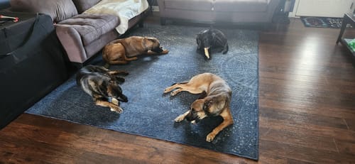 Customer photo review of Beef Cheek Rolls