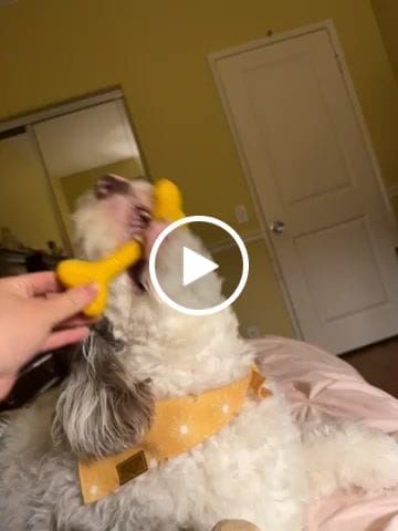 Customer video review of Give A Dog A Bone!