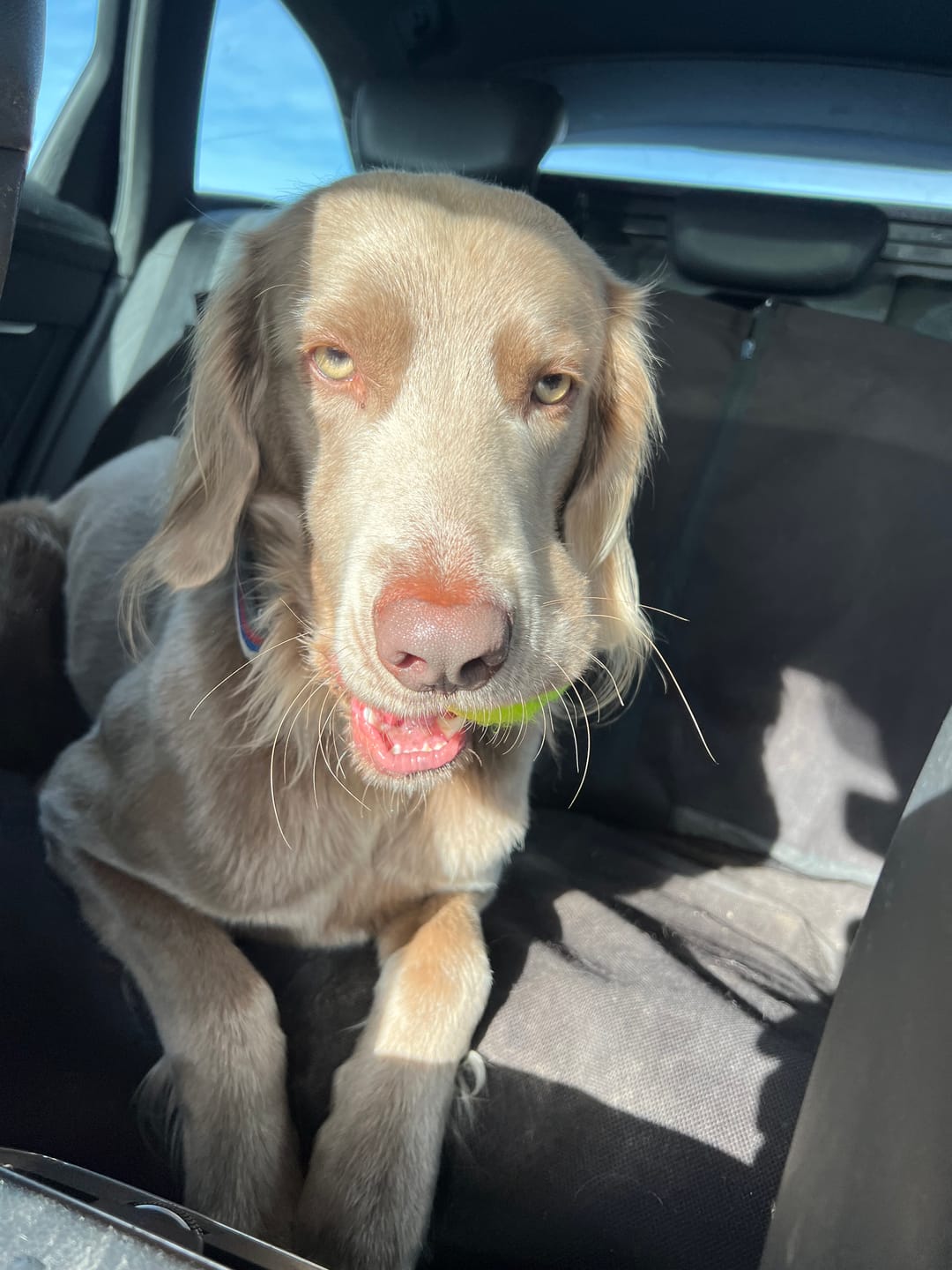 Customer photo review of Croquettes de volaille riches en ingrédients frais - Moy. / Grande taille (chien adulte)