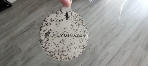 Customer photo review of Flyminator - Fruit Fly Trap