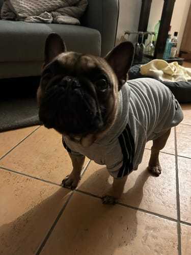 Customer photo review of Felpa "Adidog" Rossa Personalizzabile con Nome