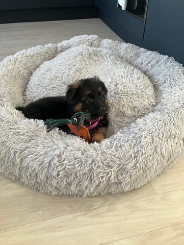Customer photo review of Calming Donut Bed - Husky Grey