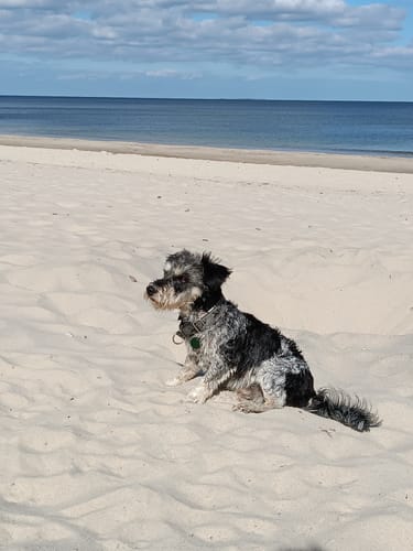 Customer photo review of Allergietest Hund