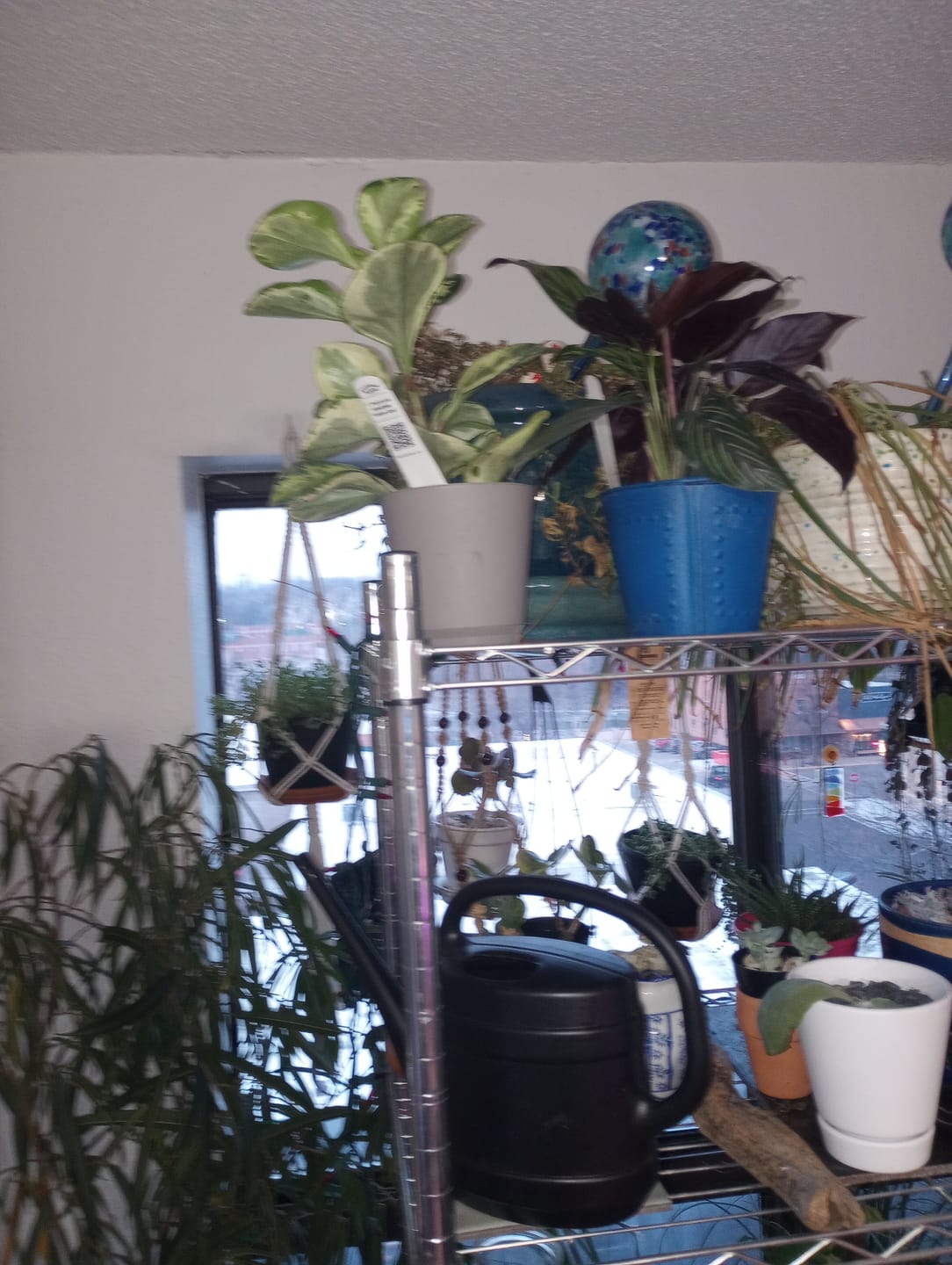 Customer photo review of Peperomia obtusifolia 'Golden Gate'