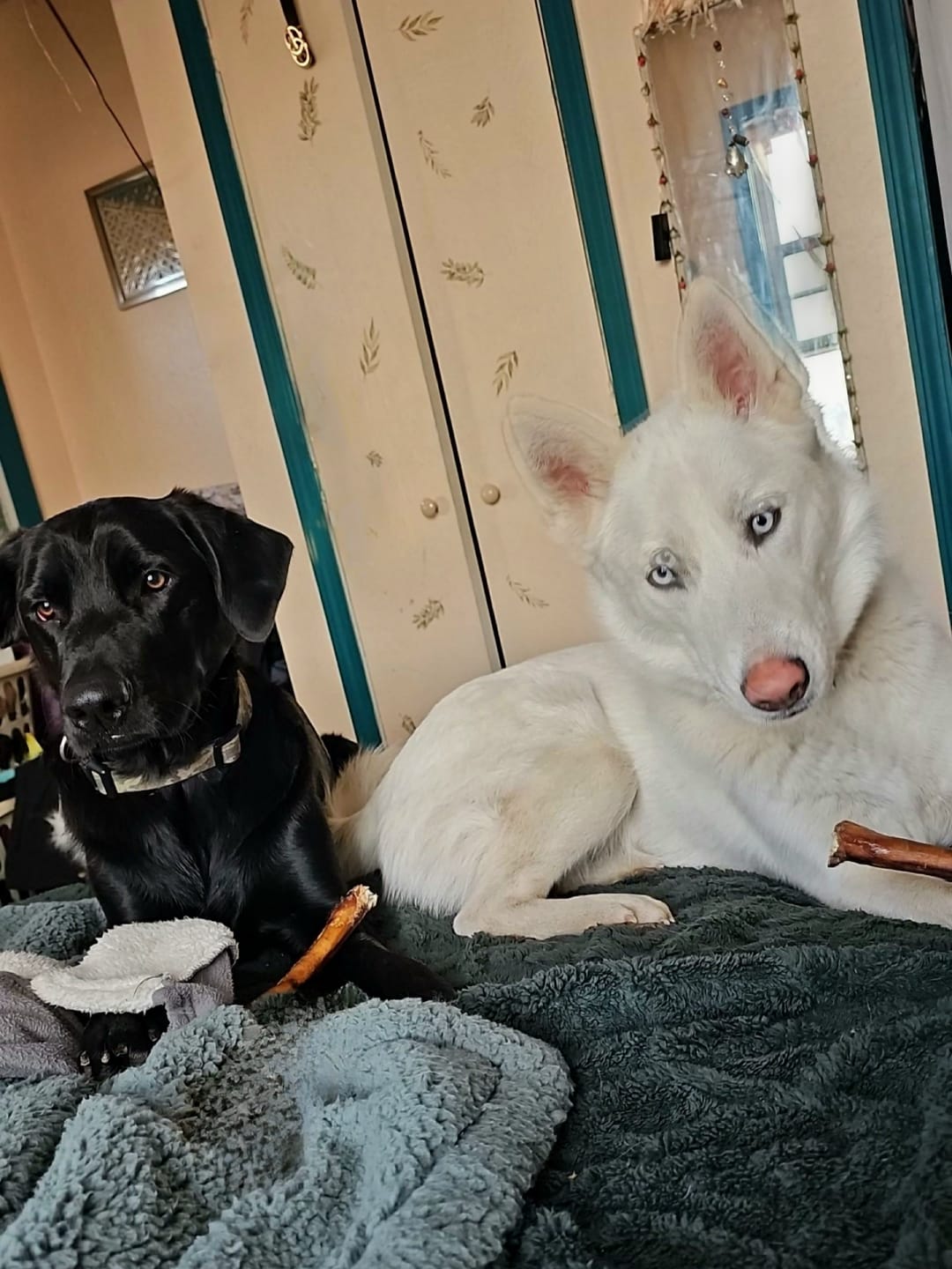 Customer photo review of 12 Inch Beef Trachea