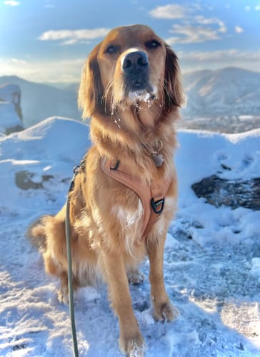 Customer photo review of Recycled Ripstop Harness
