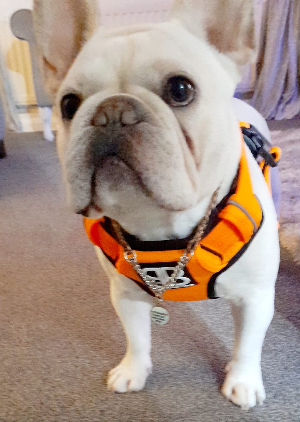 Customer photo review of 1.4m Swivel Combat Lead | Neoprene Lined, Secure Rated Clip with Soft Handle - Military Tan