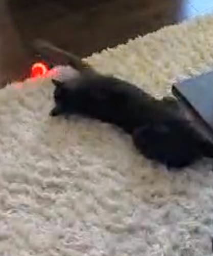 Customer photo review of The KittyBall™ - Smart Cat Ball