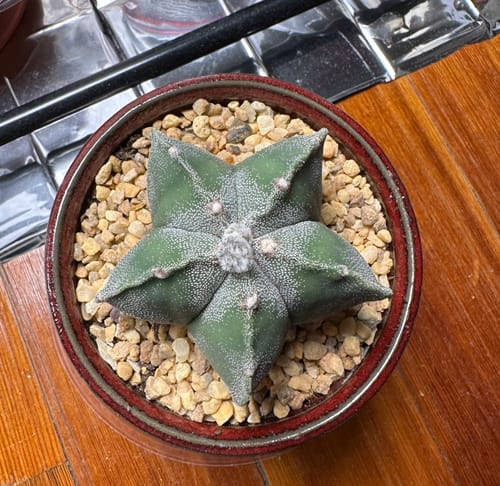 Customer photo review of Bishop's Cap Cactus | Astrophytum myriostigma
