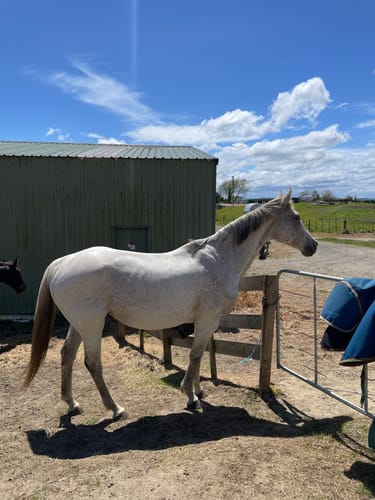 Customer photo review of Digestive EQ - Equine Gut Supplement