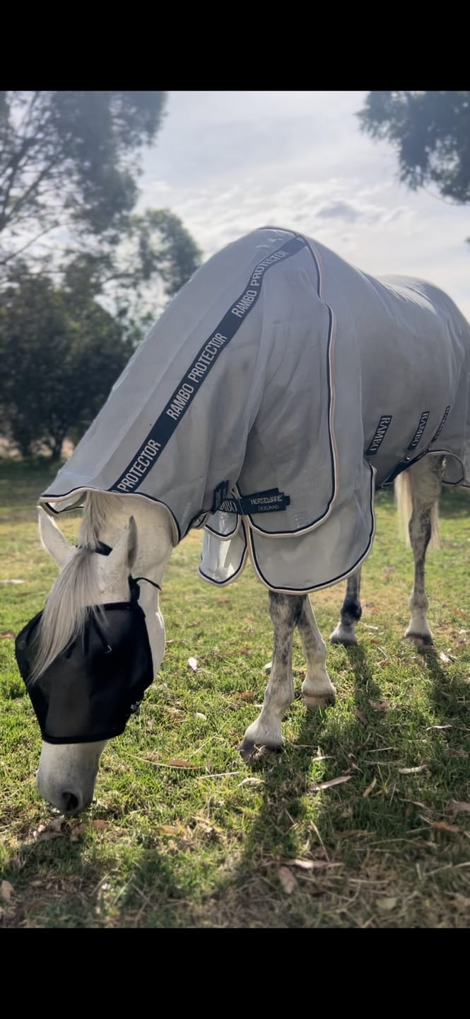 Customer photo review of Rambo Protector Plus Fly Rug