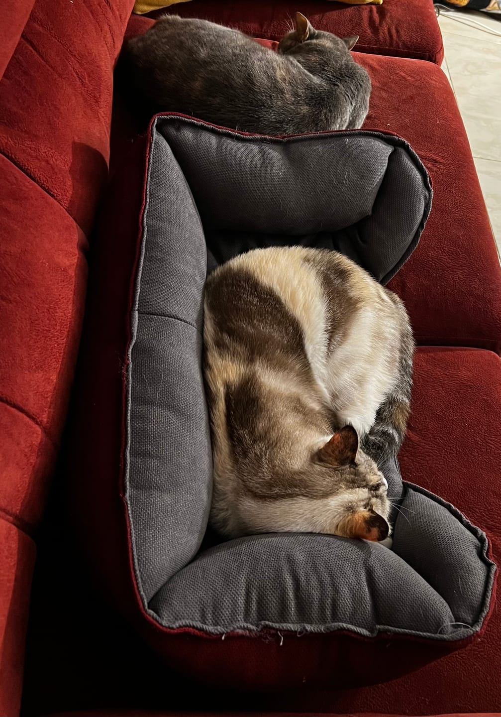Customer photo review of Mike Pet Bed