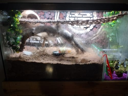 Customer photo review of 36357 Toy Ladder  On Sale!